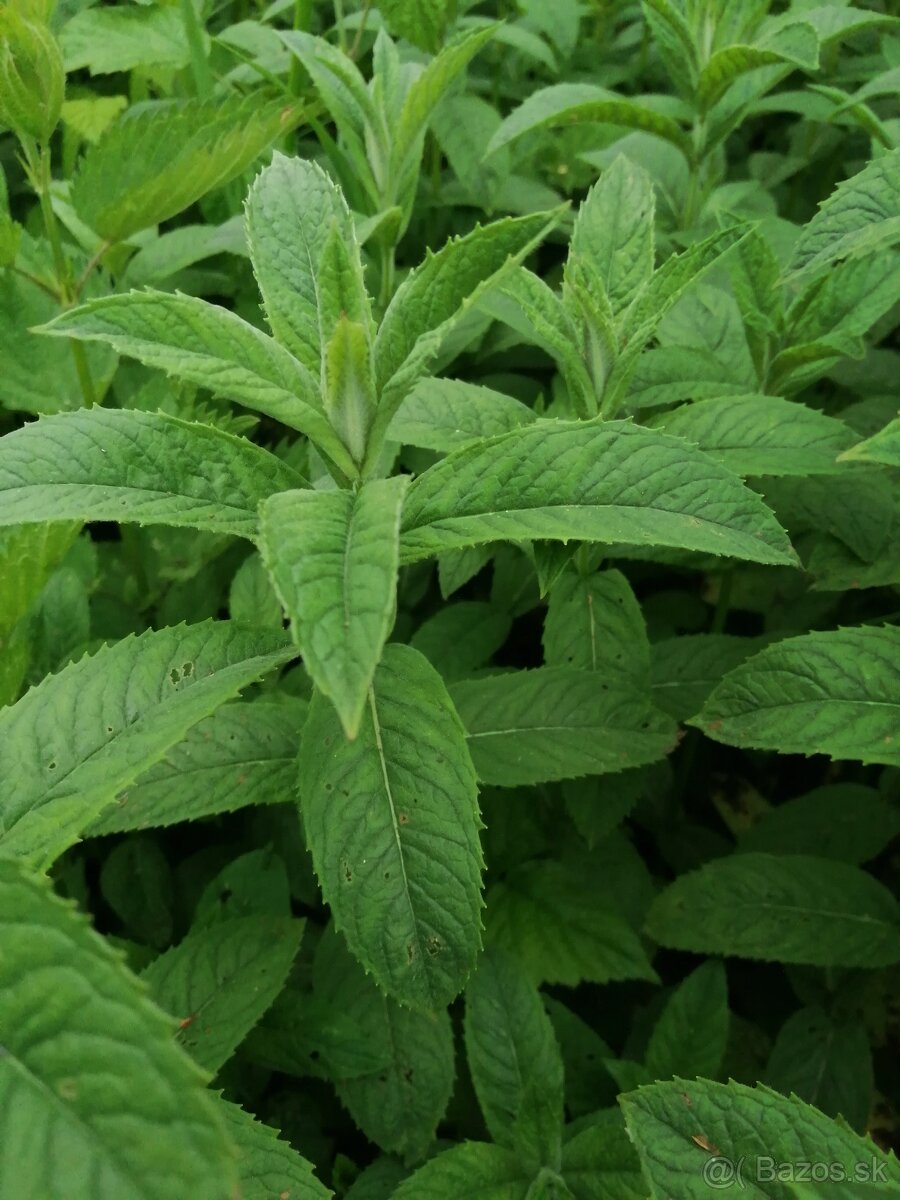 Sušené bylinky 1 - 10