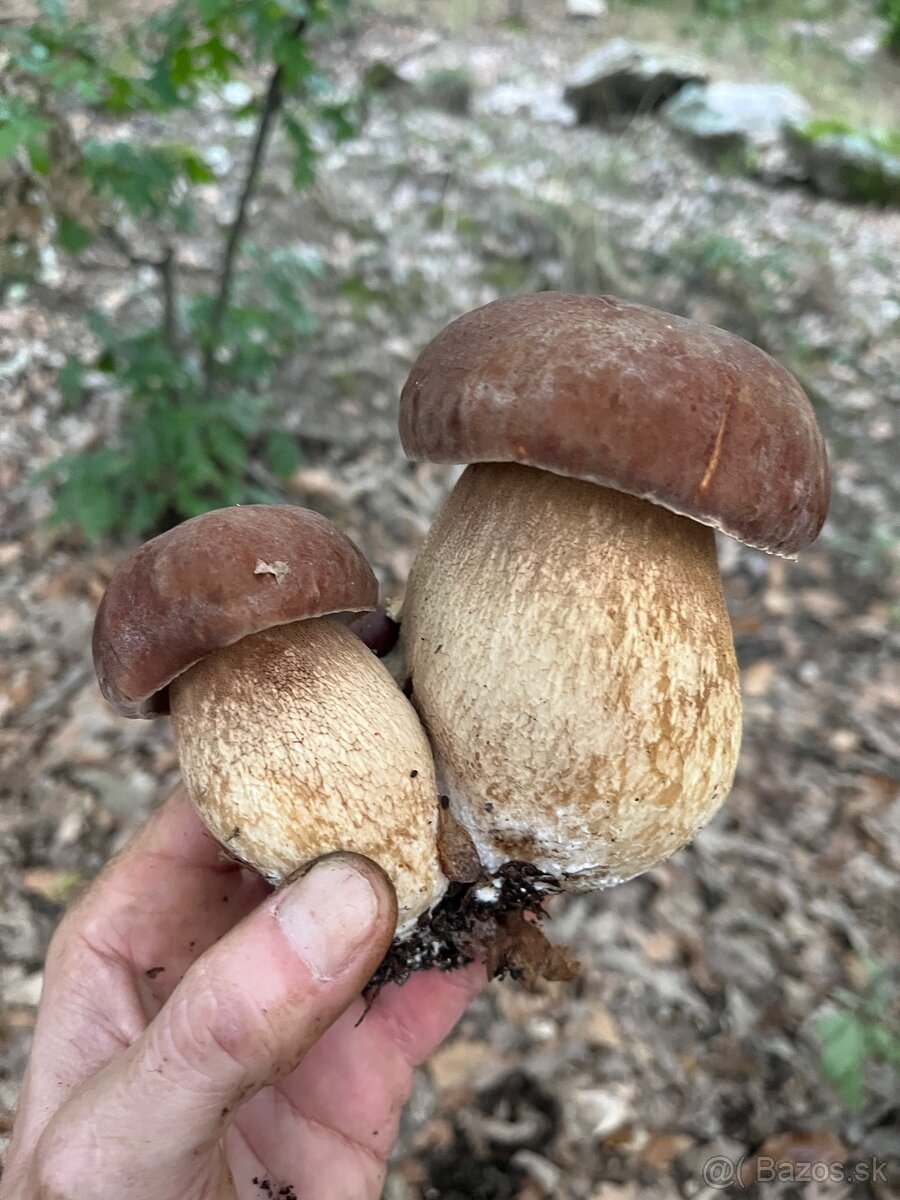 Sušené hríby - 10