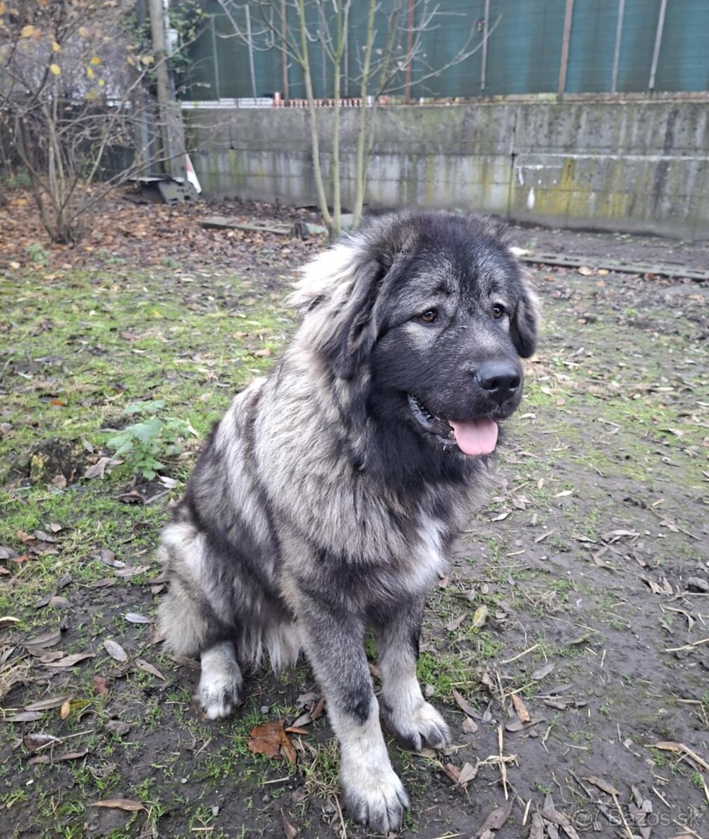 Šteňatá Kaukazský ovčiak - 10