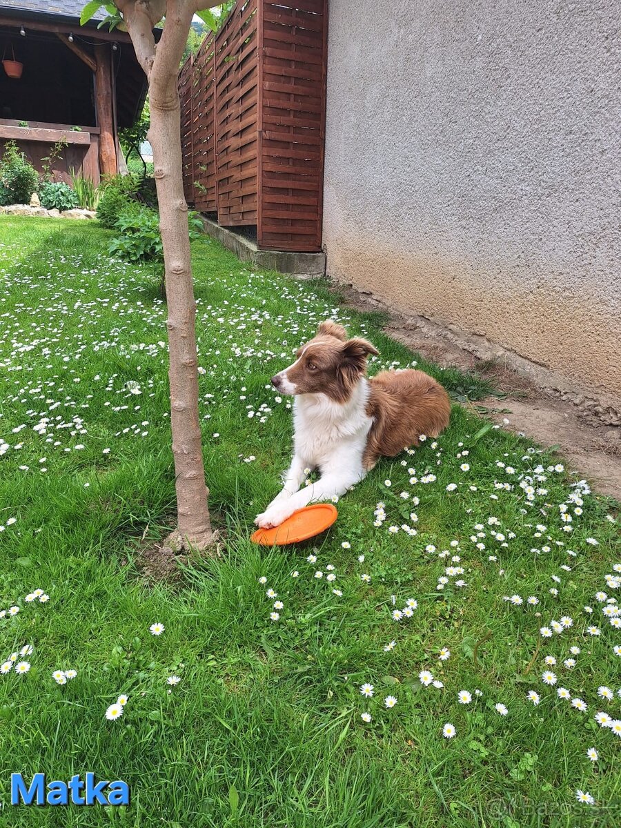 Borderská kólia, Border kólia bez PP - 10