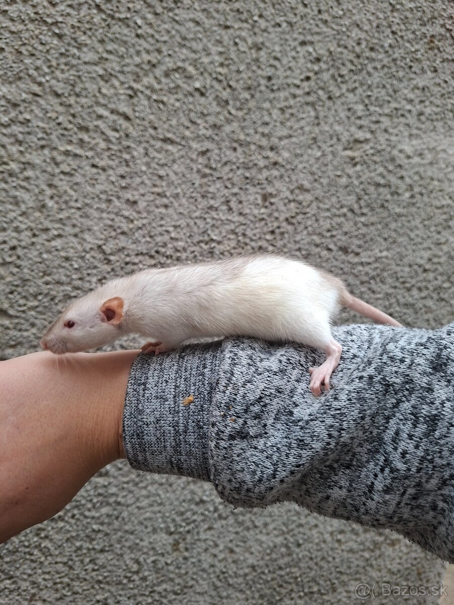 Predám potkanika Dumbo - 10