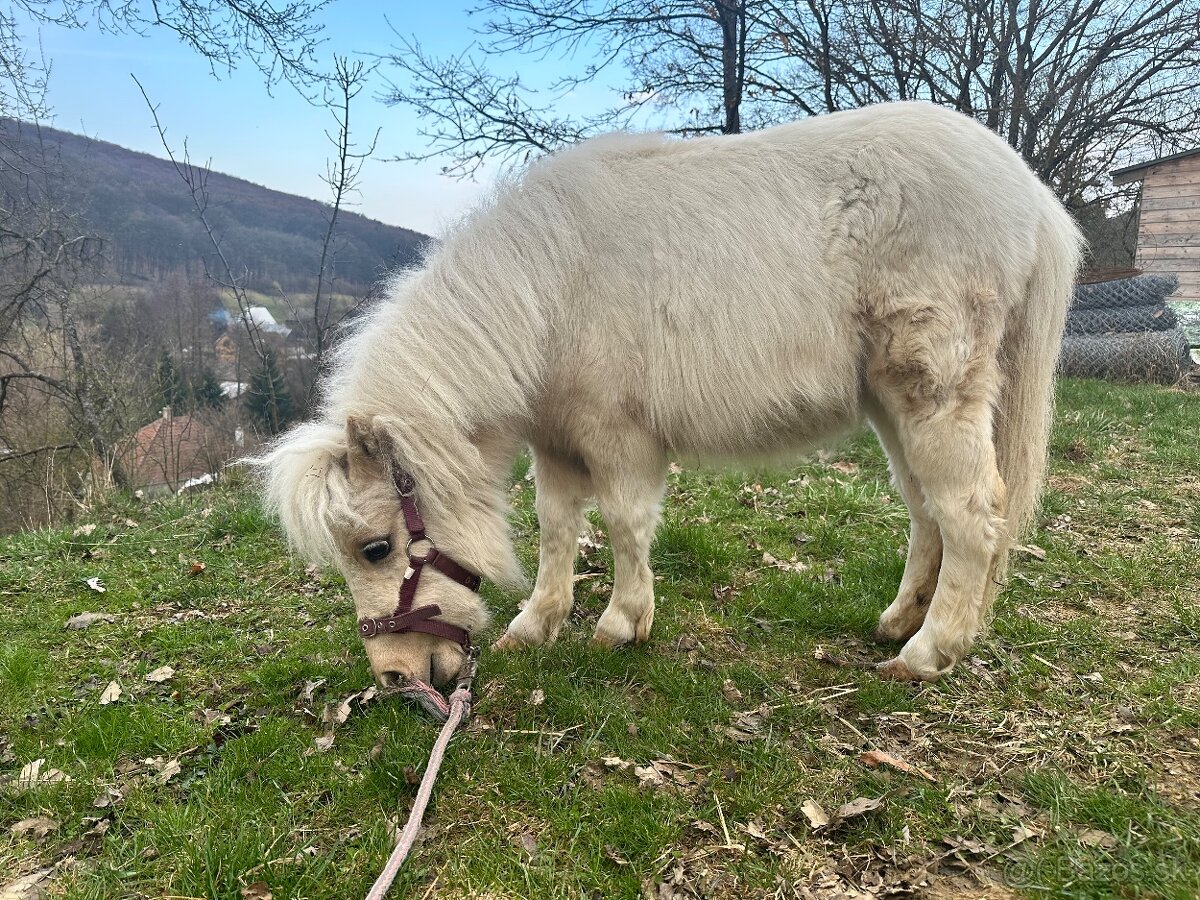 Shetland pony s pp - 10