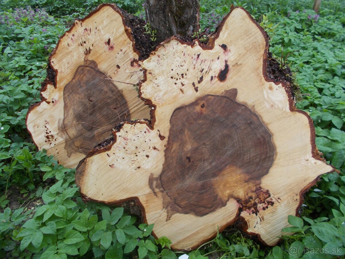 Koláče - orechové drevo, fošne, rezivo - 10