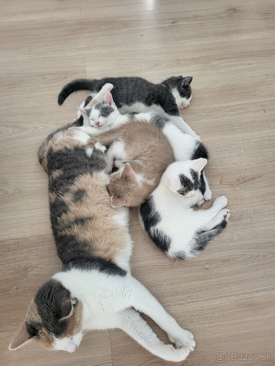 Darujem maciatko - 10