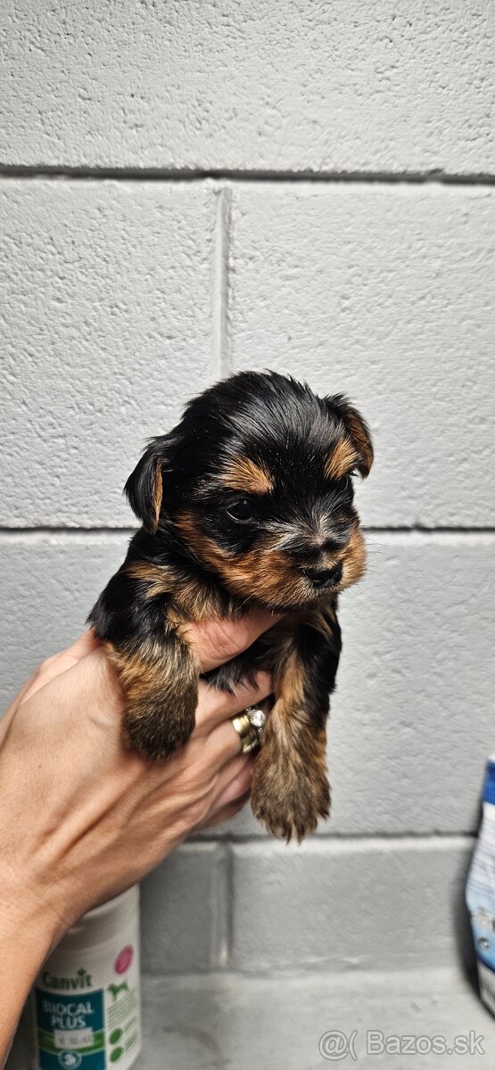 Predám šteniatka Yorkshire teriera - 10