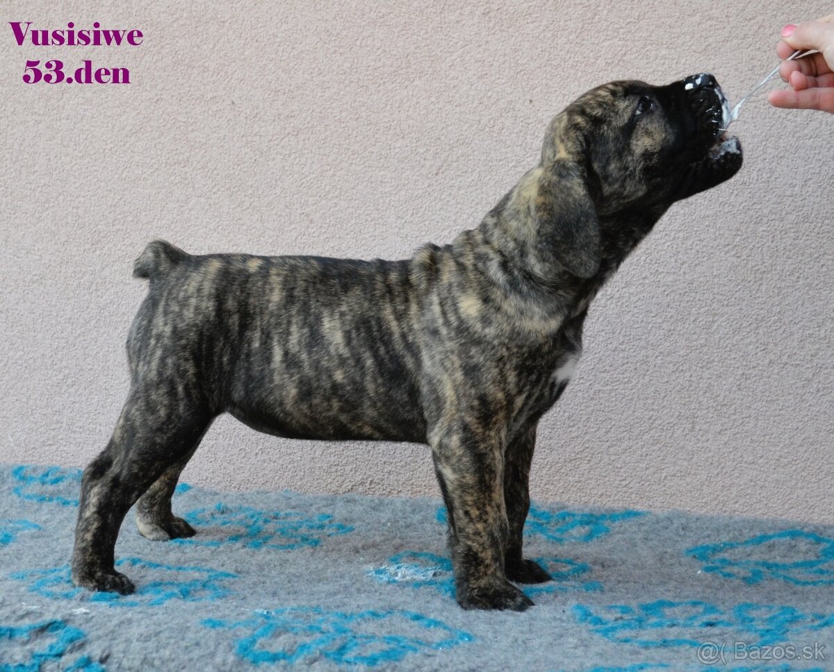 Boerboel štěňata FCI PP - 10