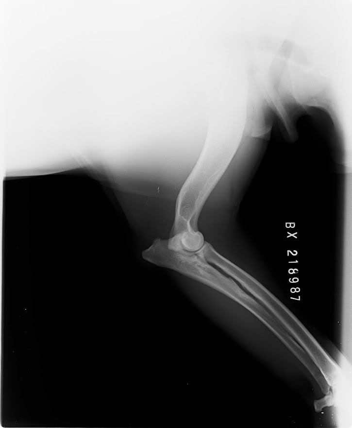 Bordeauxská doga - pes krytí - 10