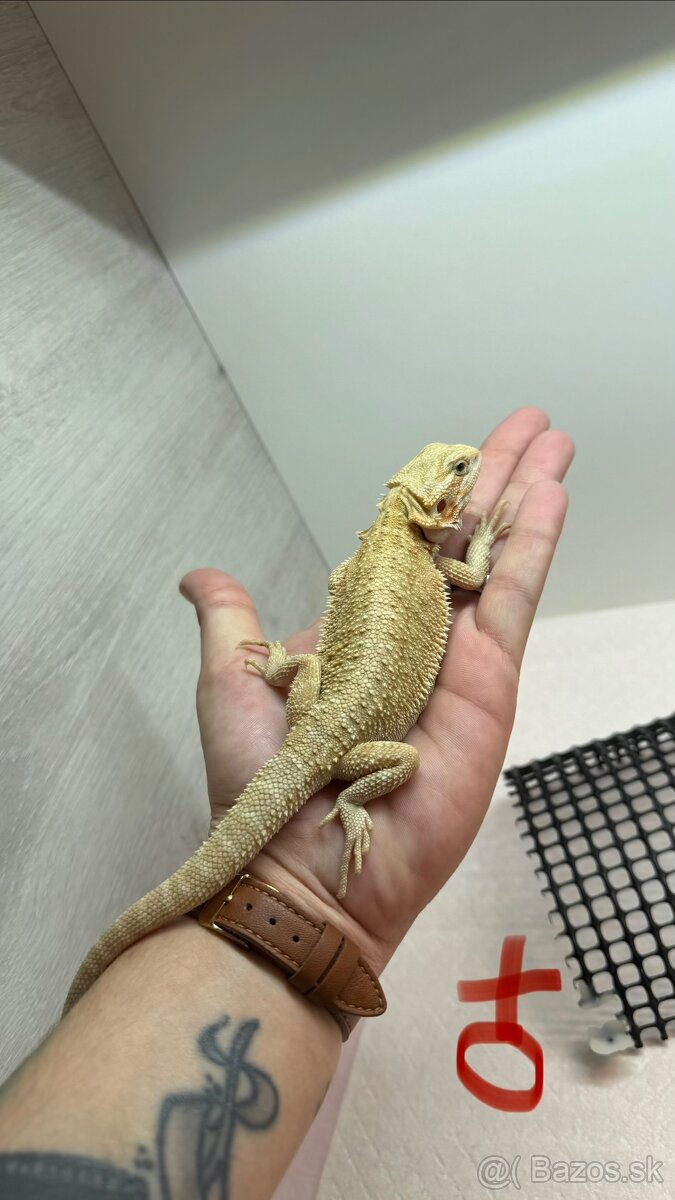 Agama bradata - Zero , het Zero 🦎 - 10