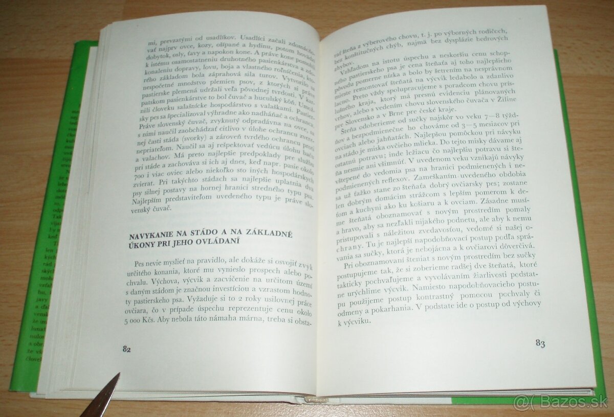 Slovenský čuvač - 10