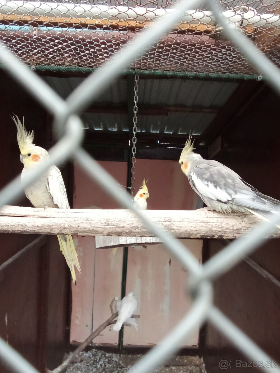 Korely -krúžkované - 10