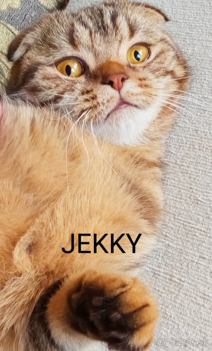 ŠKÓTSKE MAČKY s PP/ TICA 151 - 10