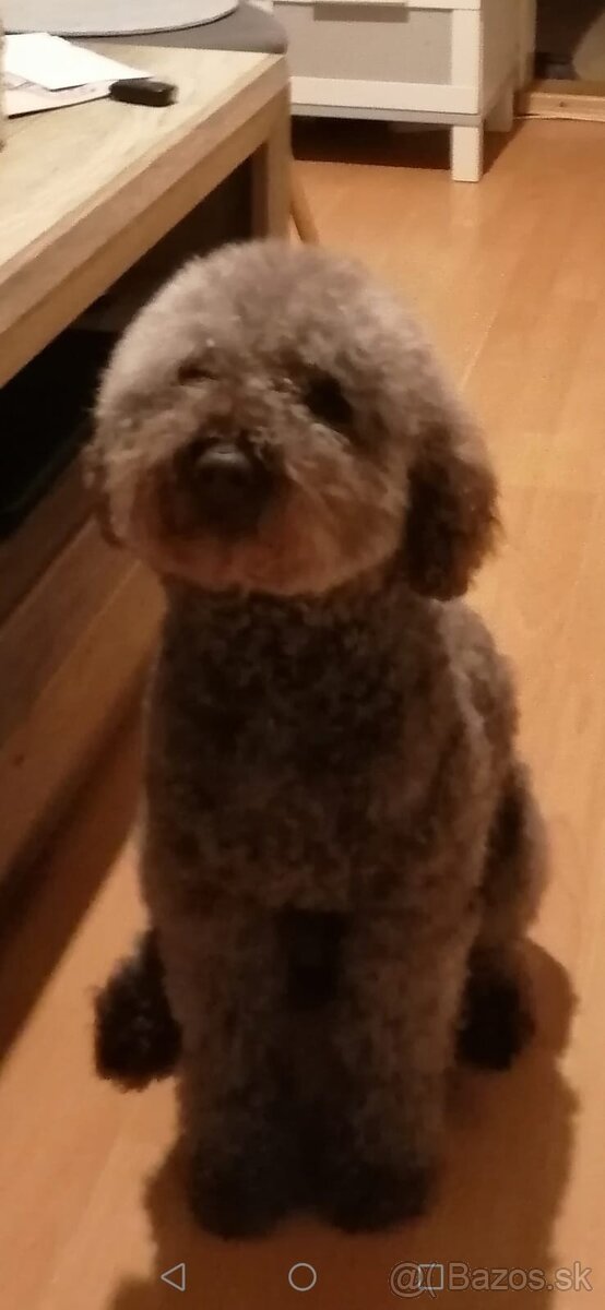 Lagotto Romagnolo - 10