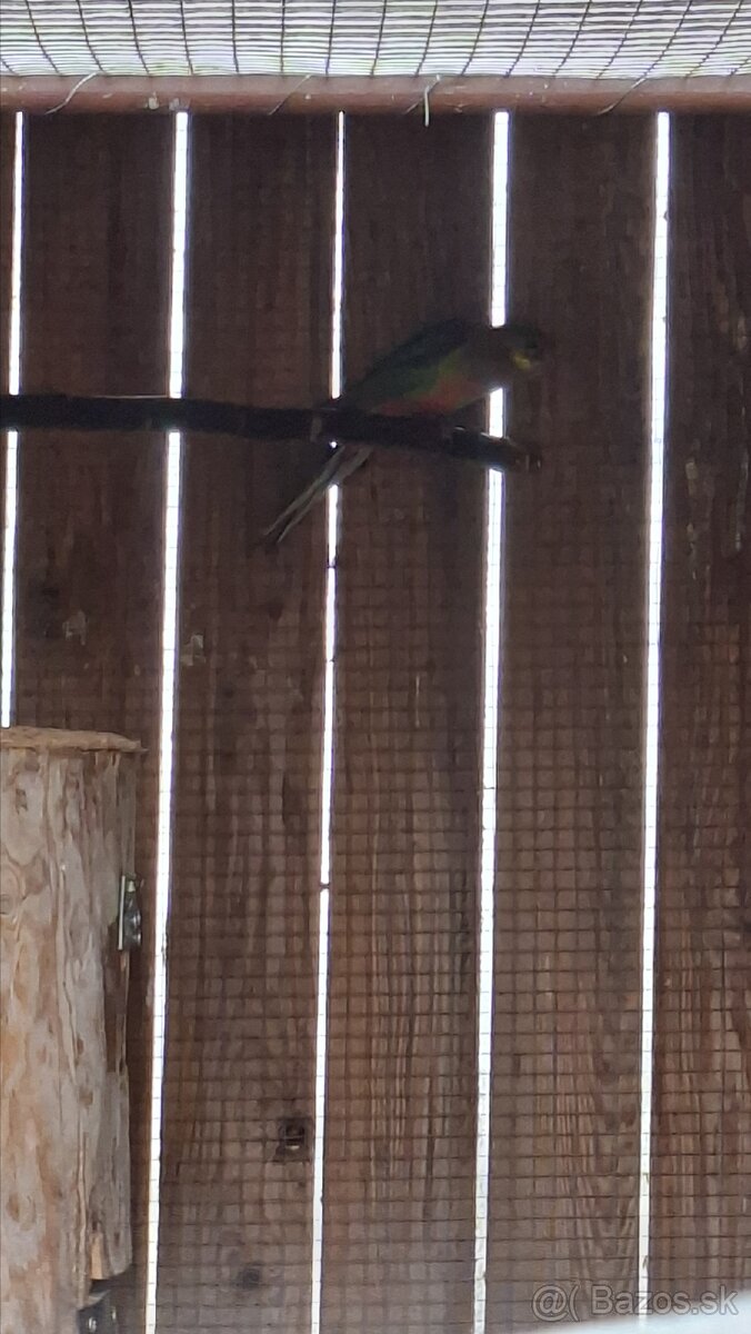 Papagaje rozely - 10