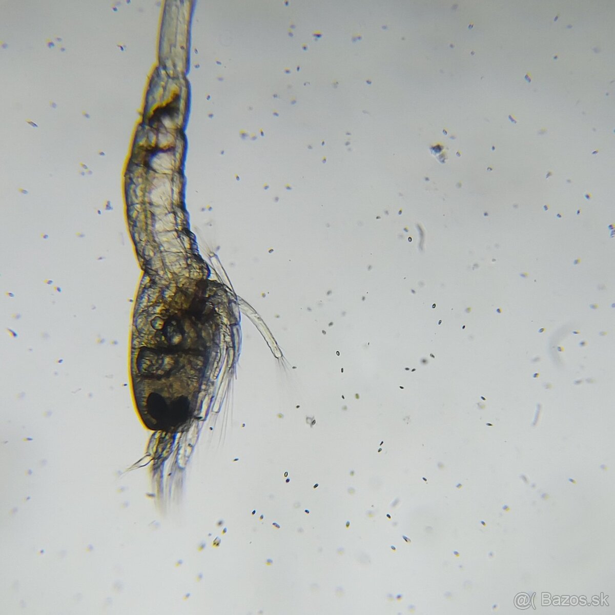 Krevetky Caridina Multidentata (Amano, Japonica) - 10