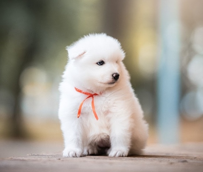 Samojed - 10