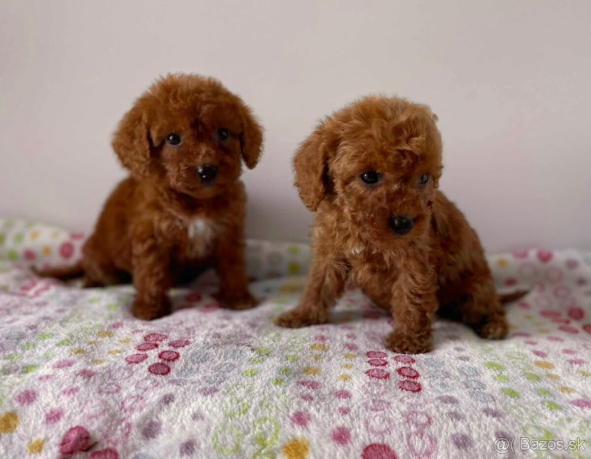 Dark Red Poodle girls pudel pudlik pudl - 10