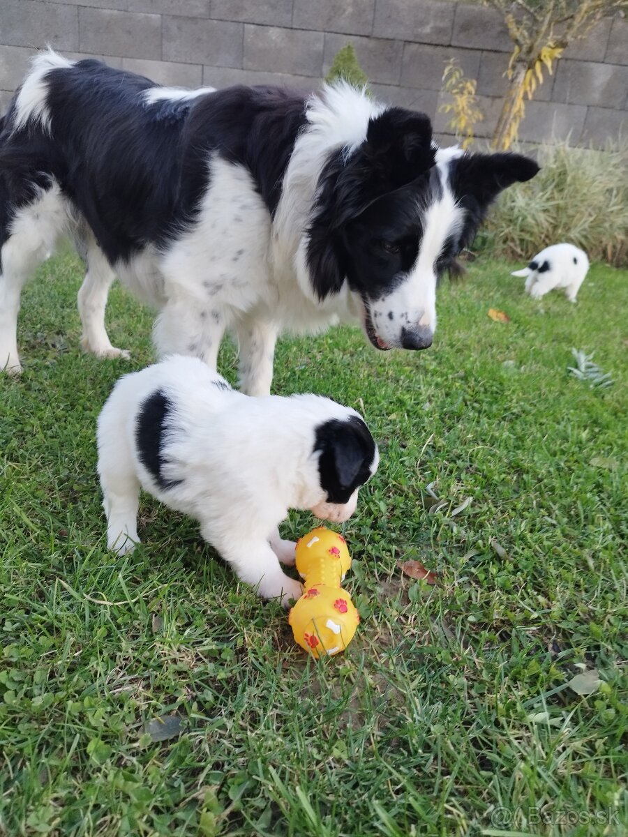 Šteniatka border kólia - 10