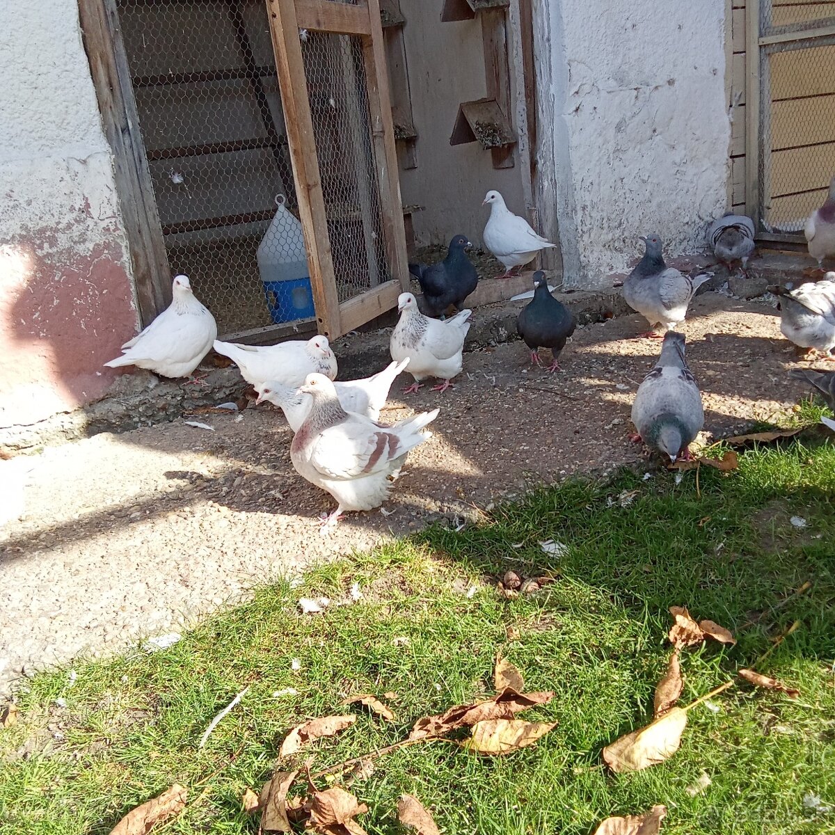 Predam holuby texan - 10