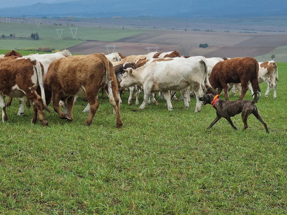 Louisianský leopardí pes Catahoula s PP - 10