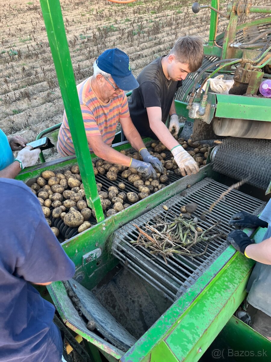Domáce Zemiaky - 10