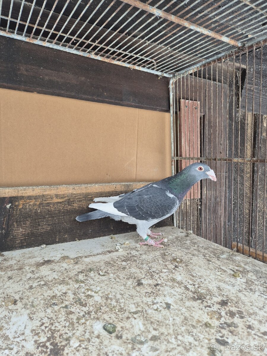 Predám holuby - 10