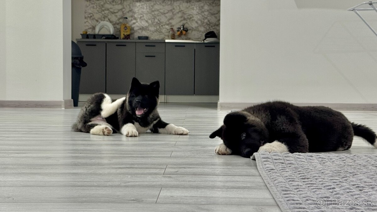 Šteniatka Americká Akita - 10