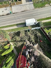 Arboristika, výrub a orez stromov - 10