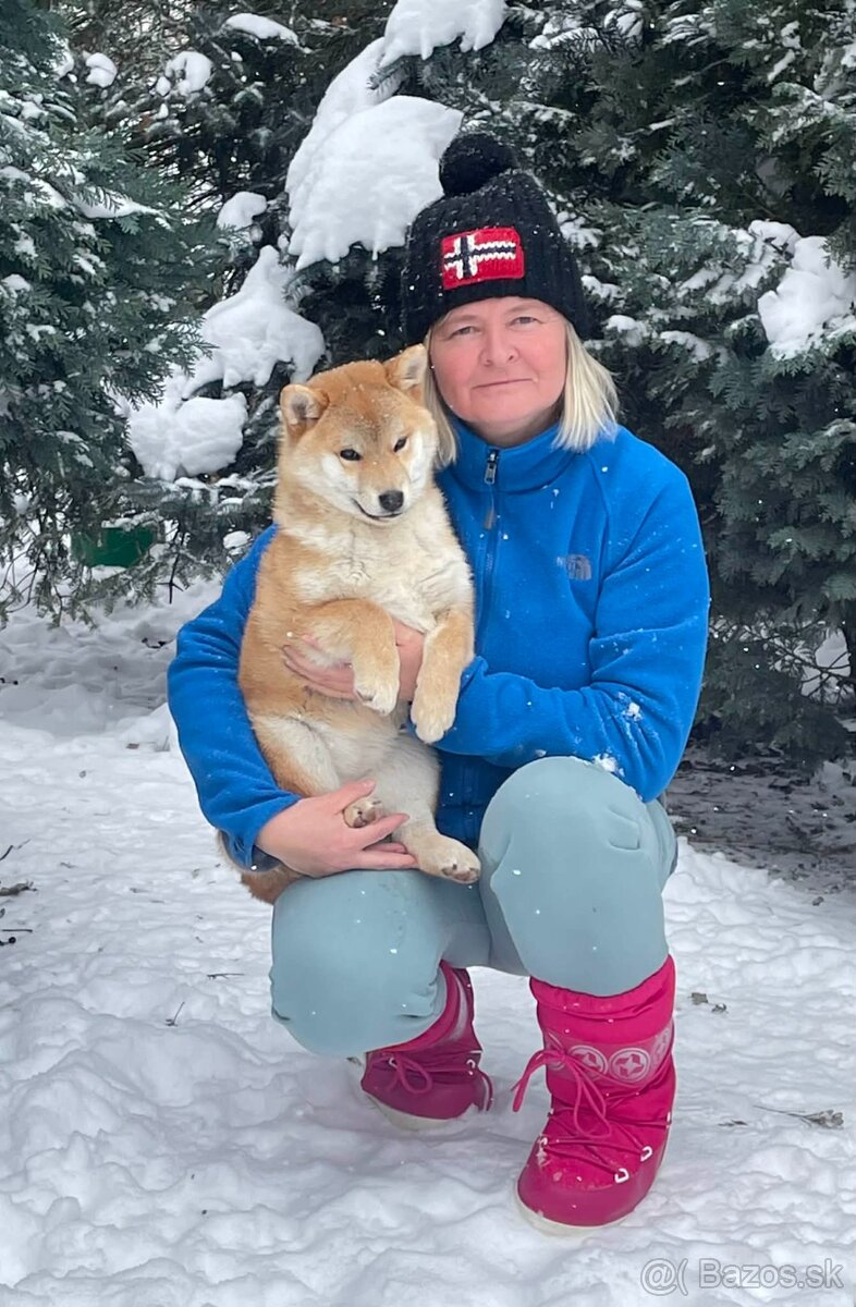 Shiba inu s PP / FCI/ - 10