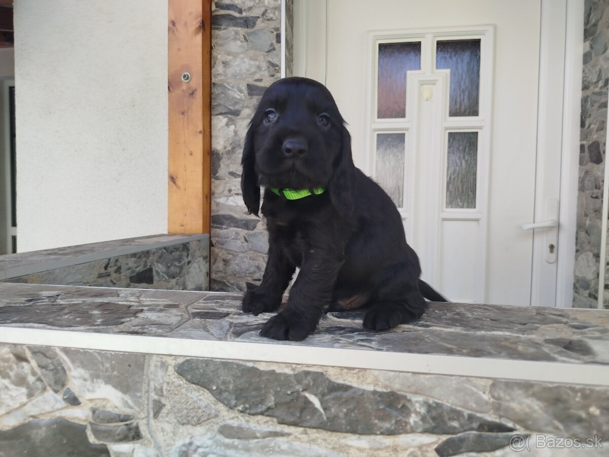 ANGLICKÝ KOKERŠPANIEL - 10