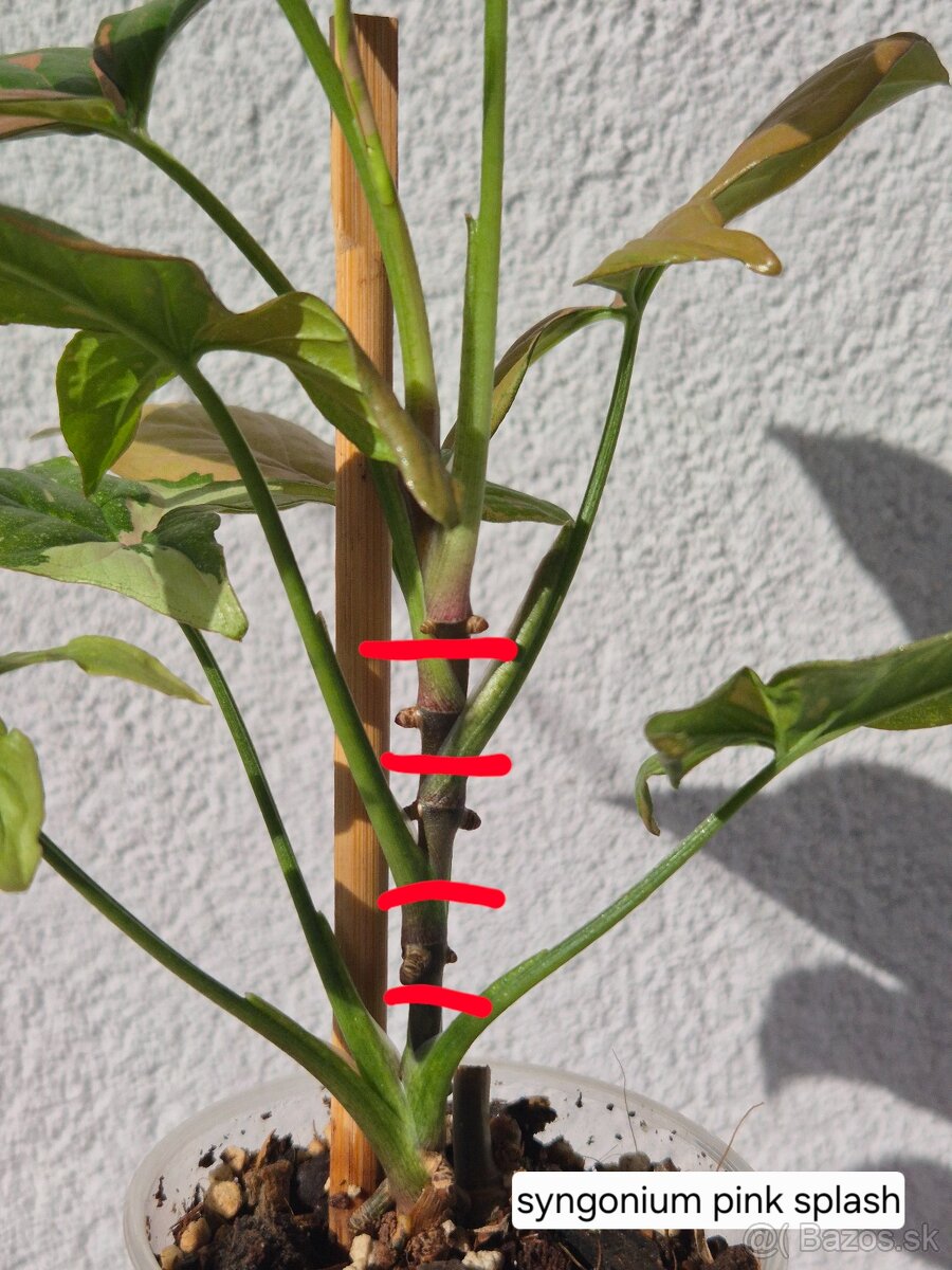 Predám izbové rastliny - 10