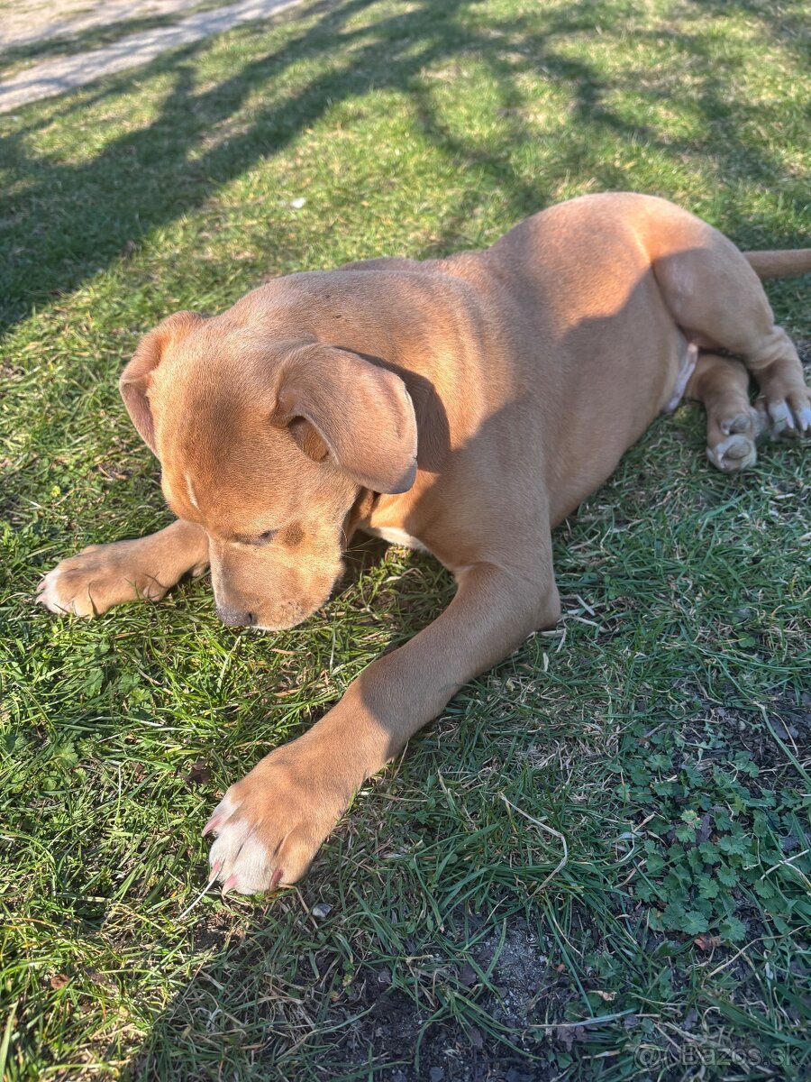 Americký stafordsirsky terier, Stafford, amstaf - 10