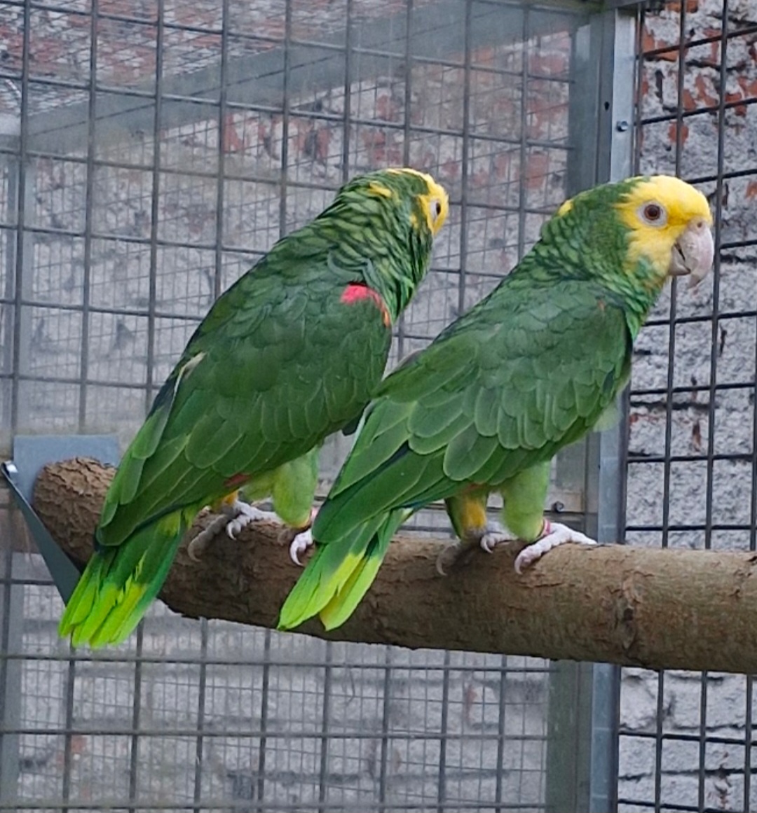 Amazoňan oratrix - 10