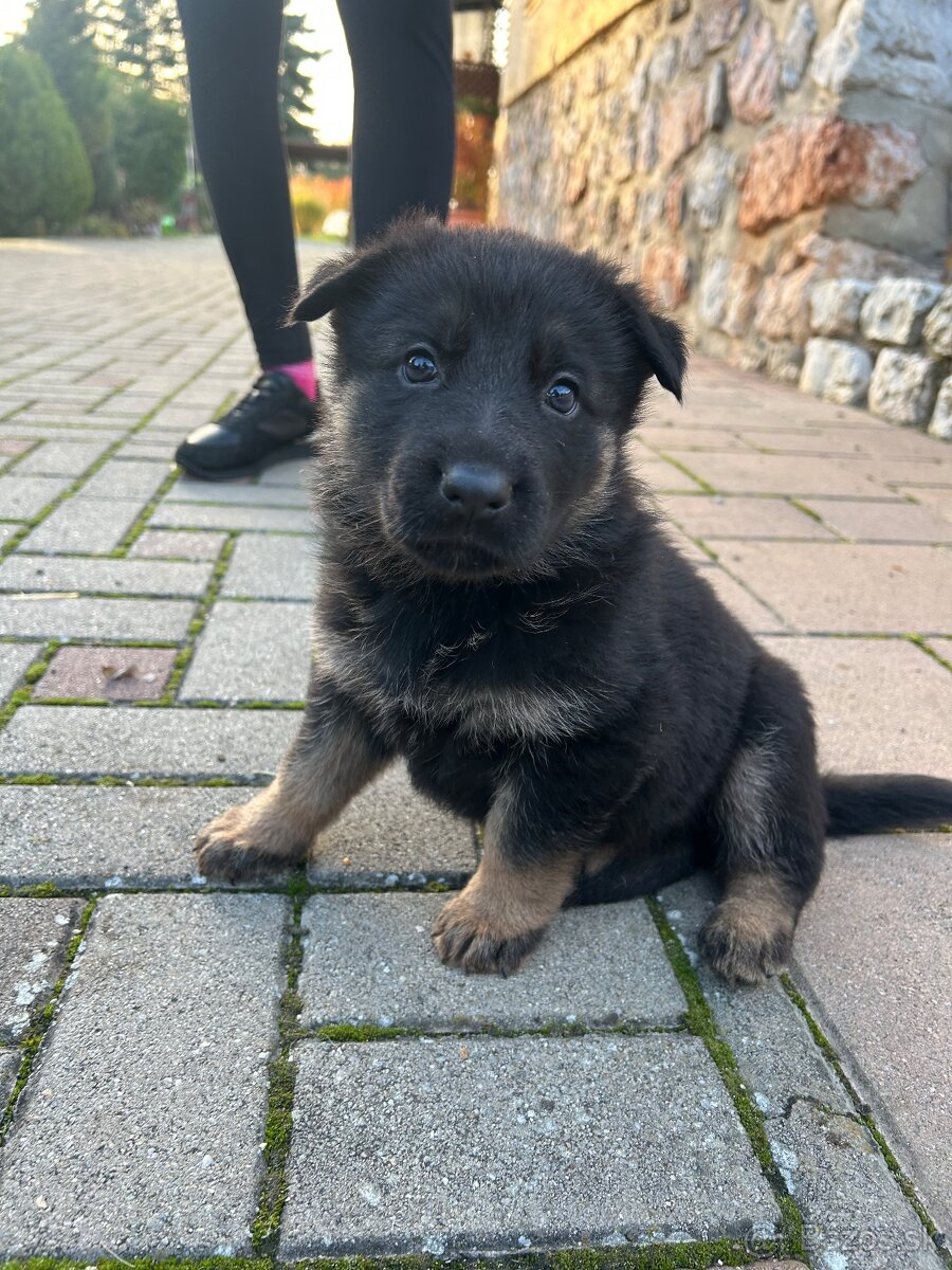 Nemecky ovčiak šteniatka - 10