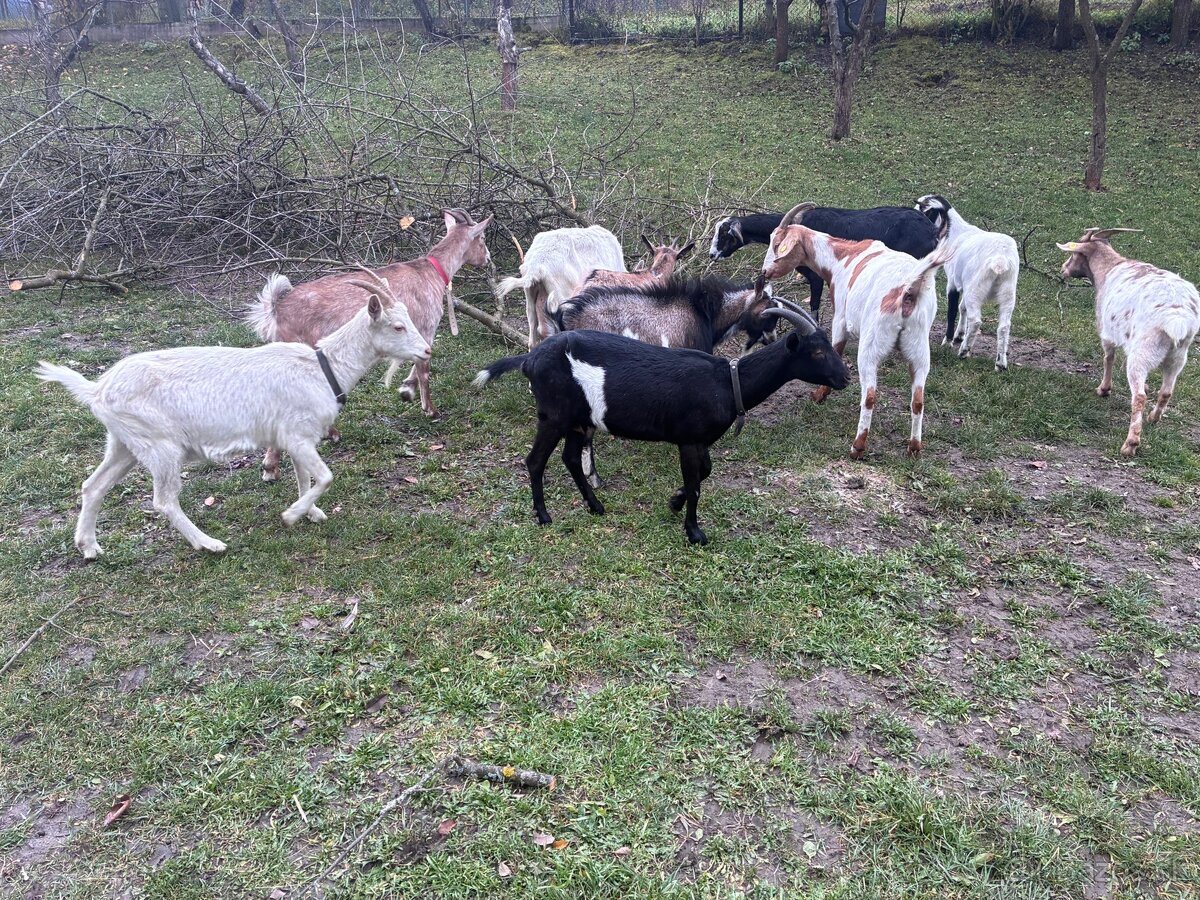 Predám dojné kozi - 10