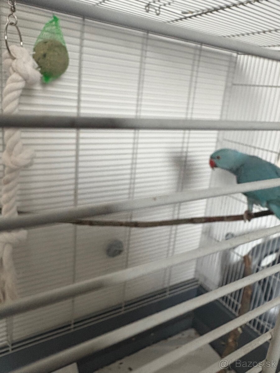 Alexander malý - 10