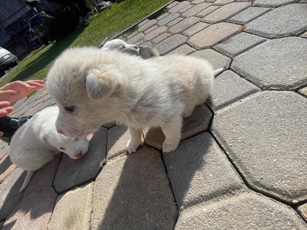 Máme na predaj šteniatka - 10