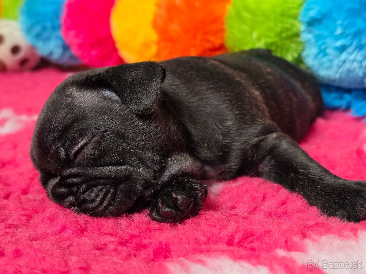 Francúzsky buldoček - 10