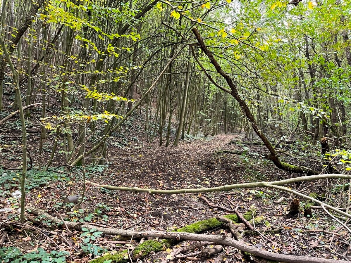 Raslavice – 156.000 m2 LESOV (87,6% podielov na LV) - 10