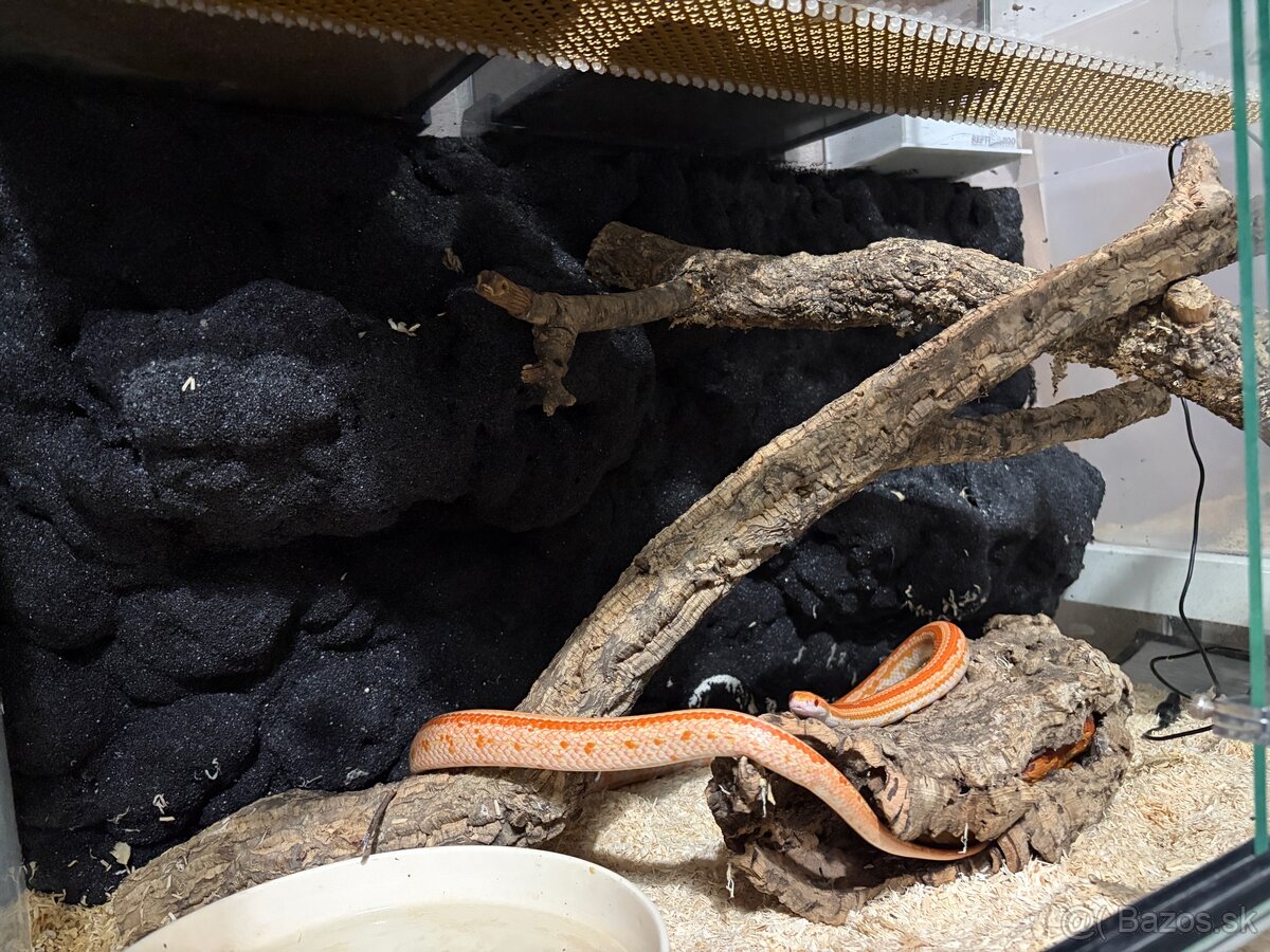 Užovka červena - 1.1 chovny pár 2023 Aj VYMENA - 10