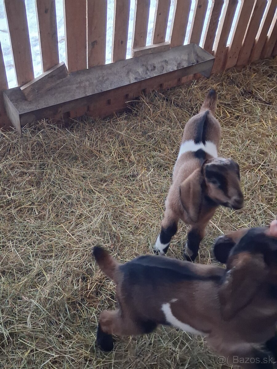 anglonubijsky cap - 10