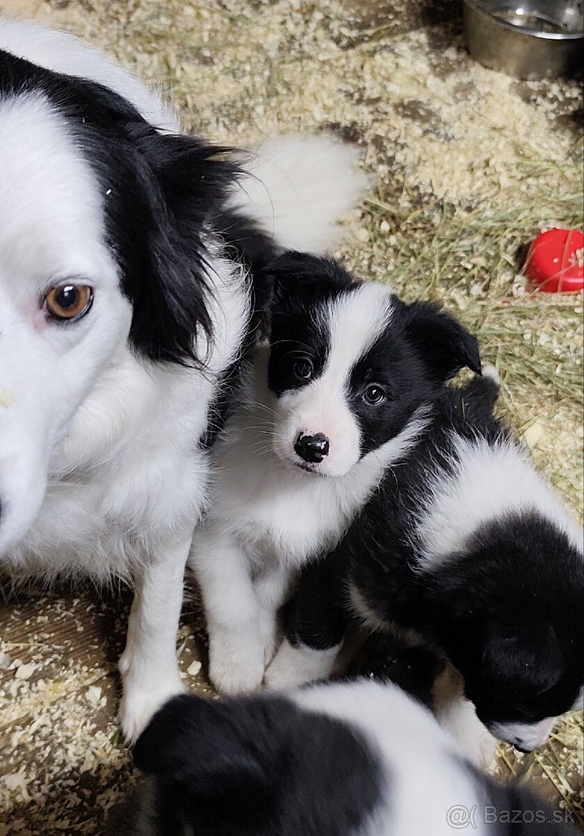 Border kólia šteniatka - 10