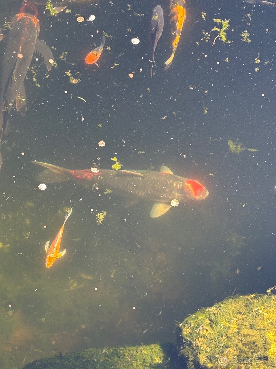 Buterfly koi ,Japonské koi kapre - 10