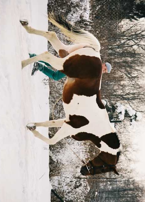 Perspektívna kobyla ST do chovu/športu - 10