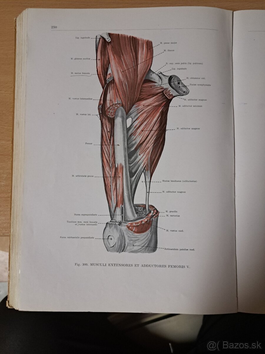 Atlas ĺudskej anatómie 1,2,3. - 10
