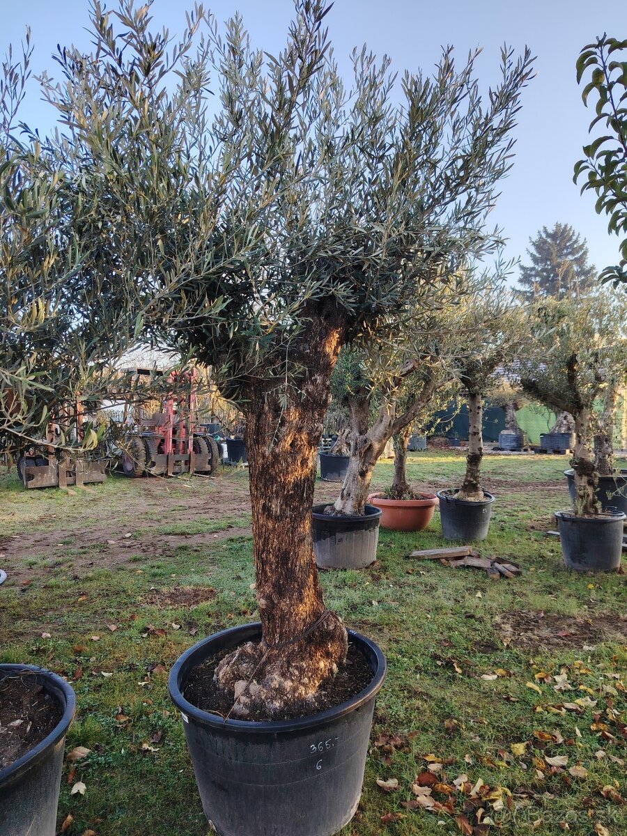 Olivovník europea - 10