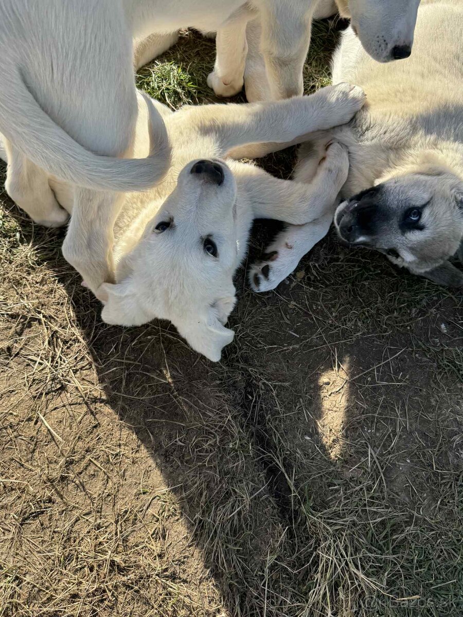 Predám šteniatka kangaly - 10