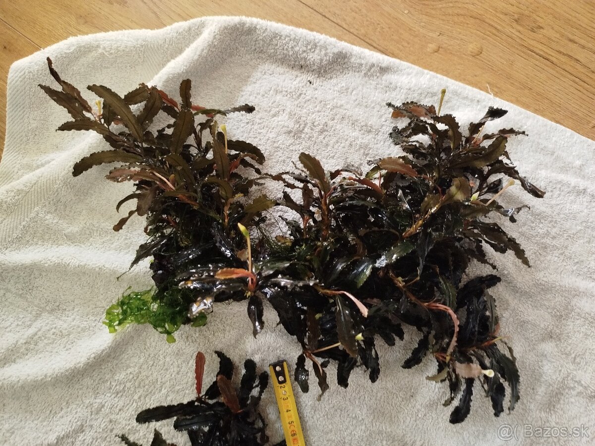 Raritné machy a rastliny - 10