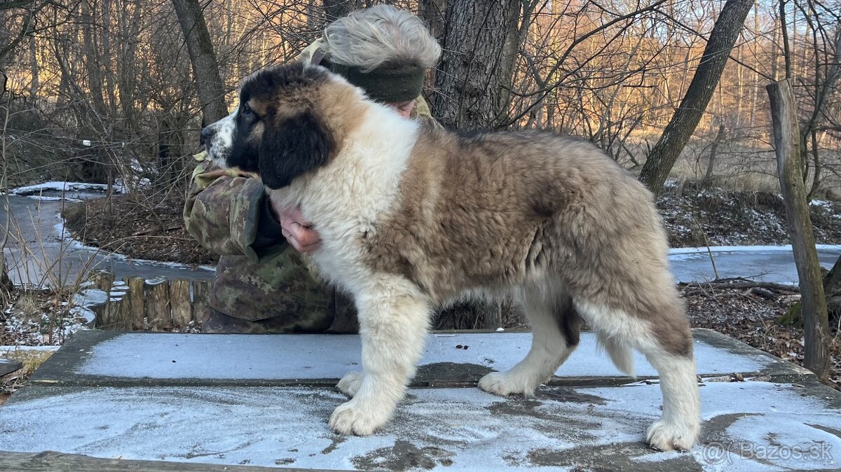 Štenata Moskovsky strážny pes - 10