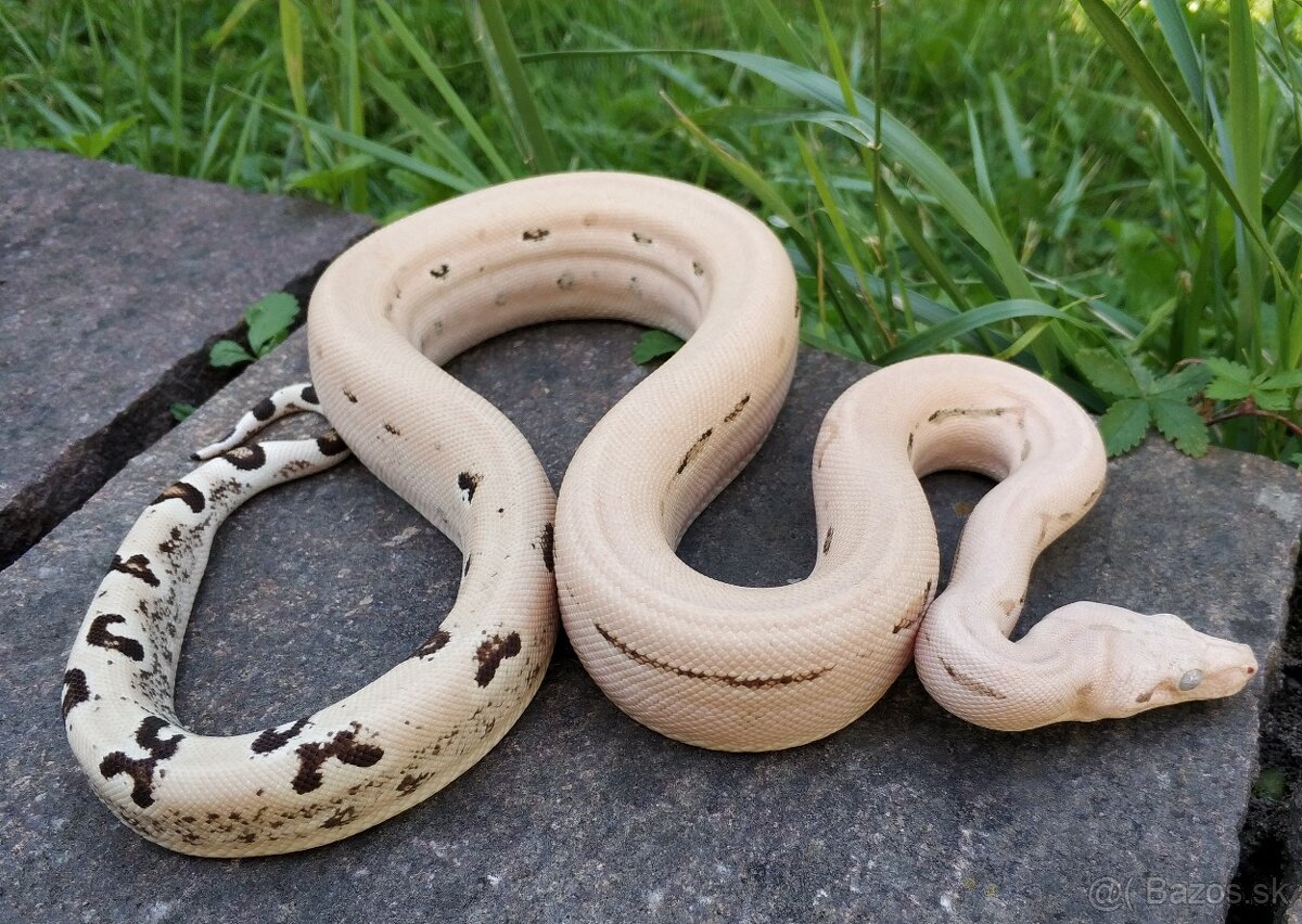 Boa imperator - Scoria Paradigm, IMG Arctic, IMG Paradigm - 10