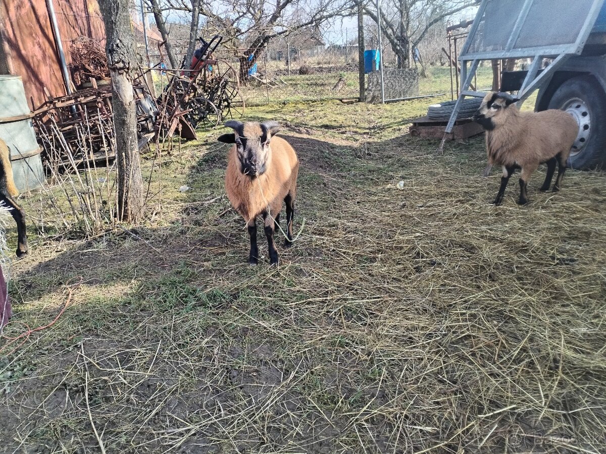 Kamerunske ovce/barany 2ks - 10